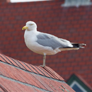 I have supplied and fitted special netting to homes having a problem with seagulls landing on their roof. Please give me a call to discuss your requirements. 
